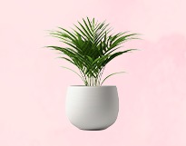 Plants