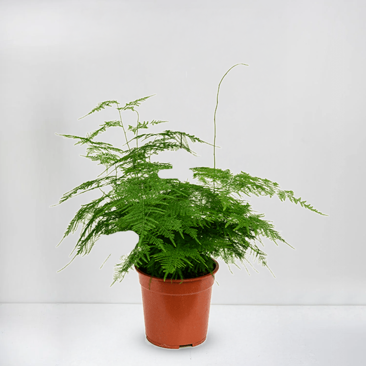 asparagus plumosus