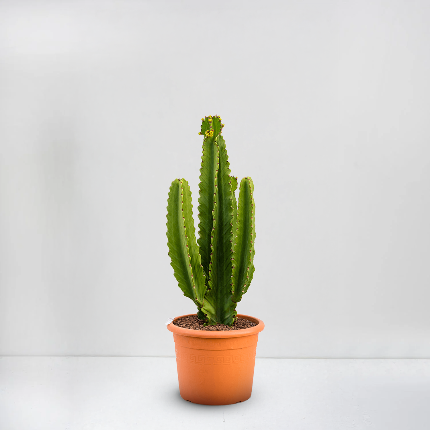 Cowboy Cactus