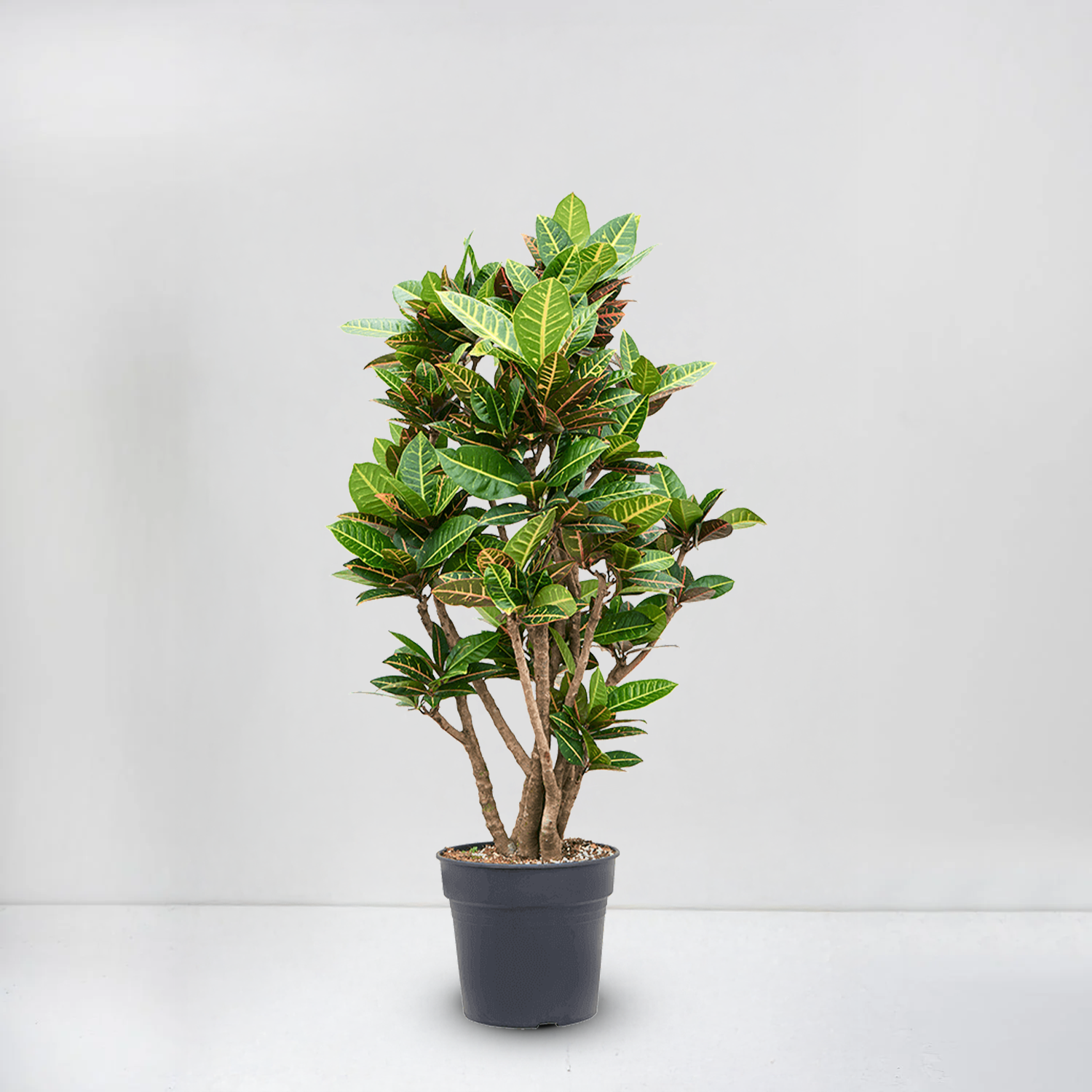 Croton Petra