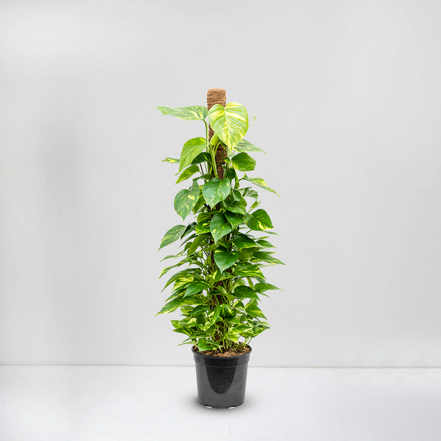 epipremnum aureum – climbing