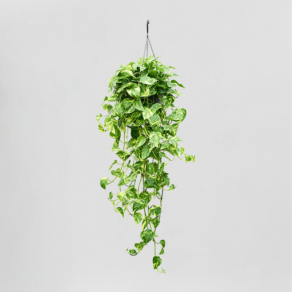 epipremnum aureum – hanging