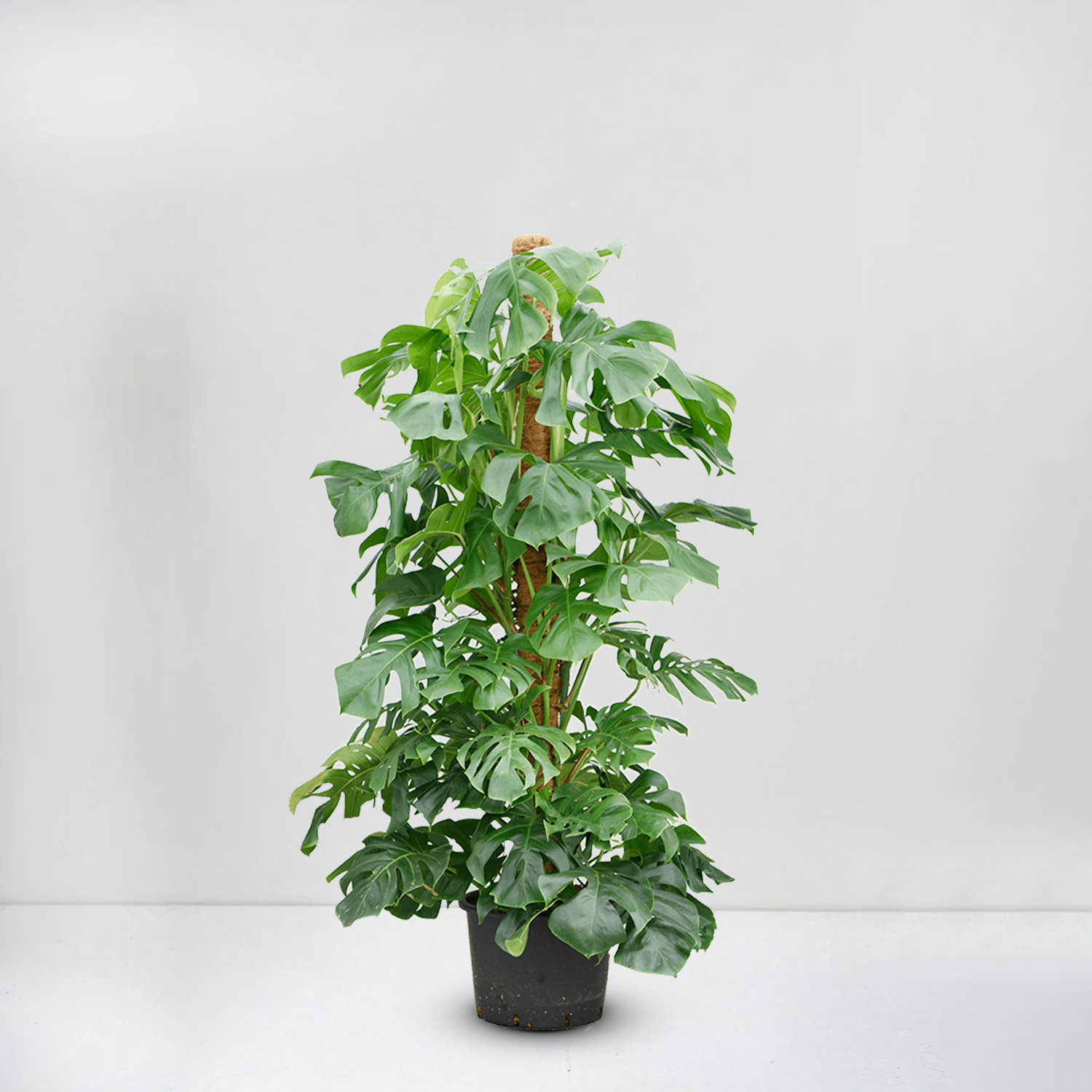 monstera deliciosa