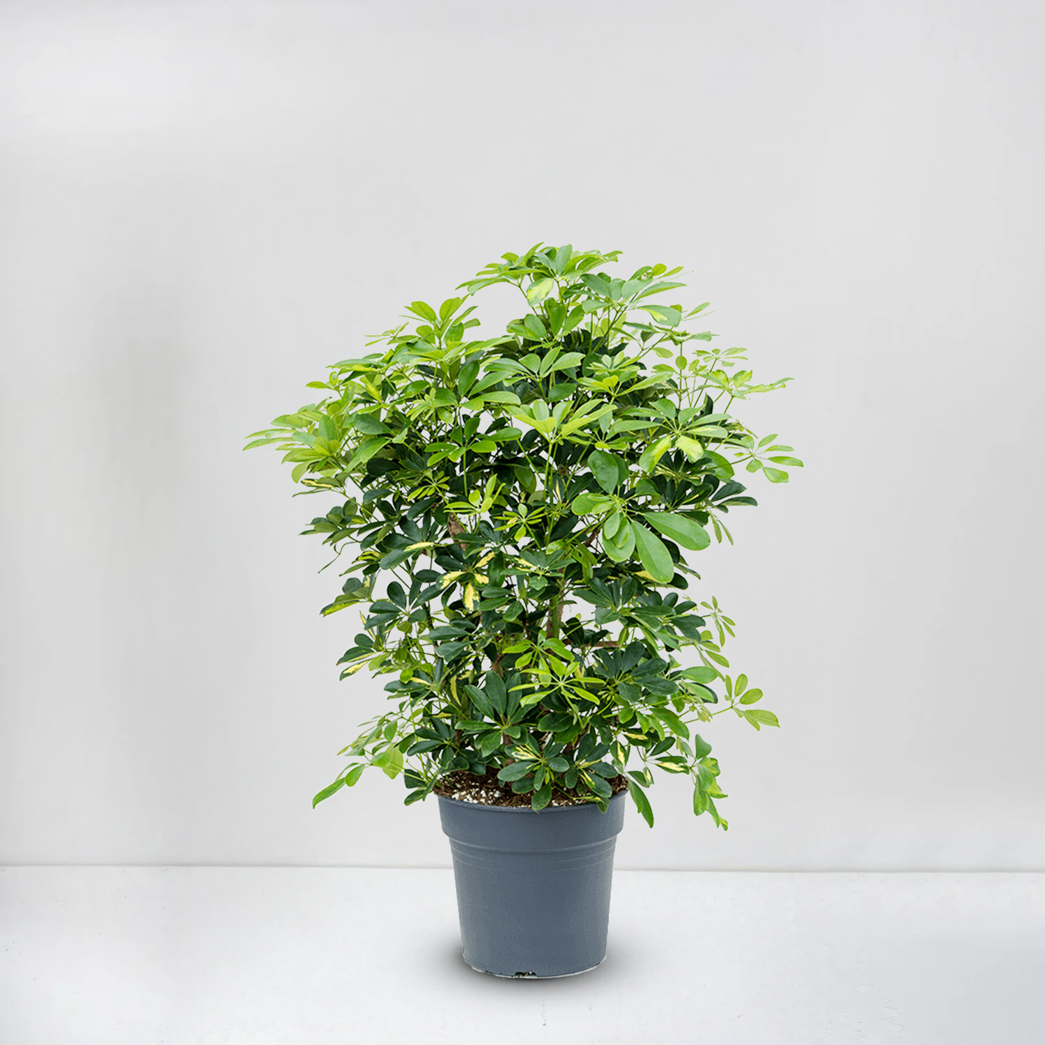 schefflera arboricola