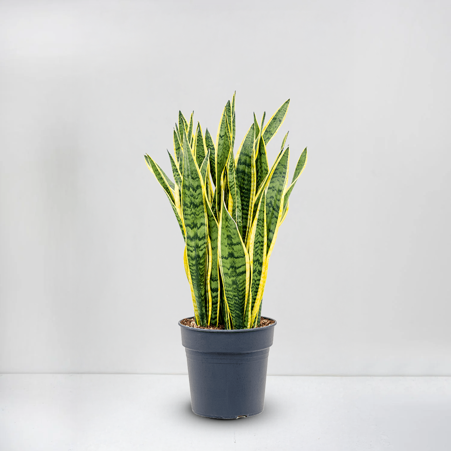 Snake Plant