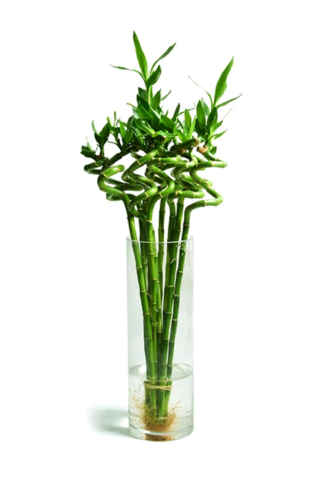 Bamboo Plant